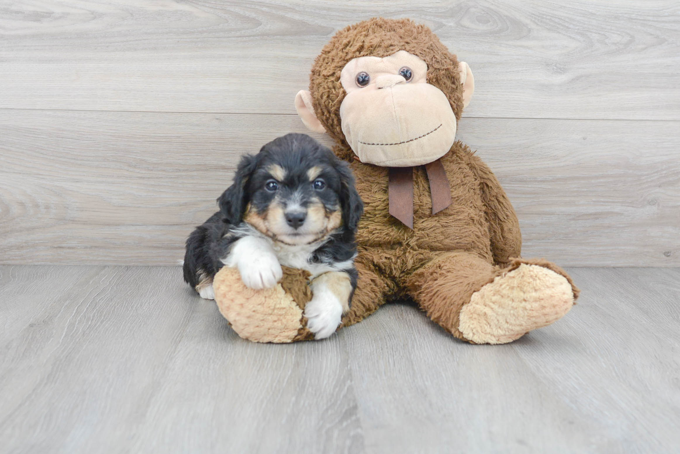 Energetic Australian Designer Puppy