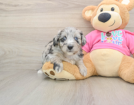 6 week old Aussiechon Puppy For Sale - Premier Pups