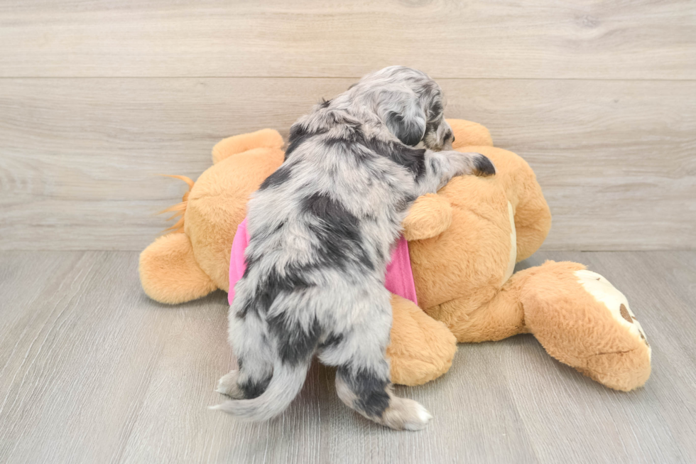 Energetic Aussie Bichon Designer Puppy