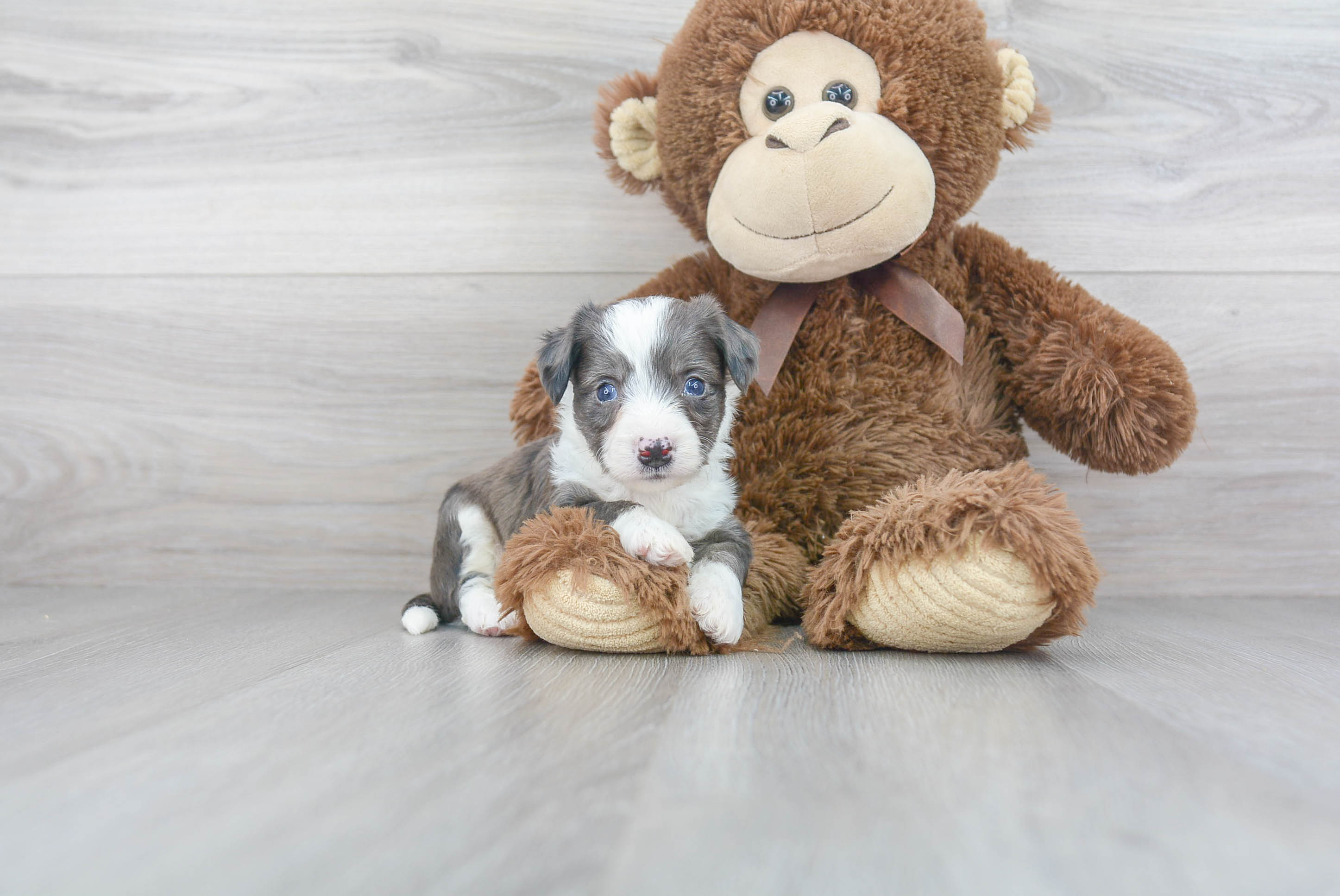 Aussiechon Pup Being Cute