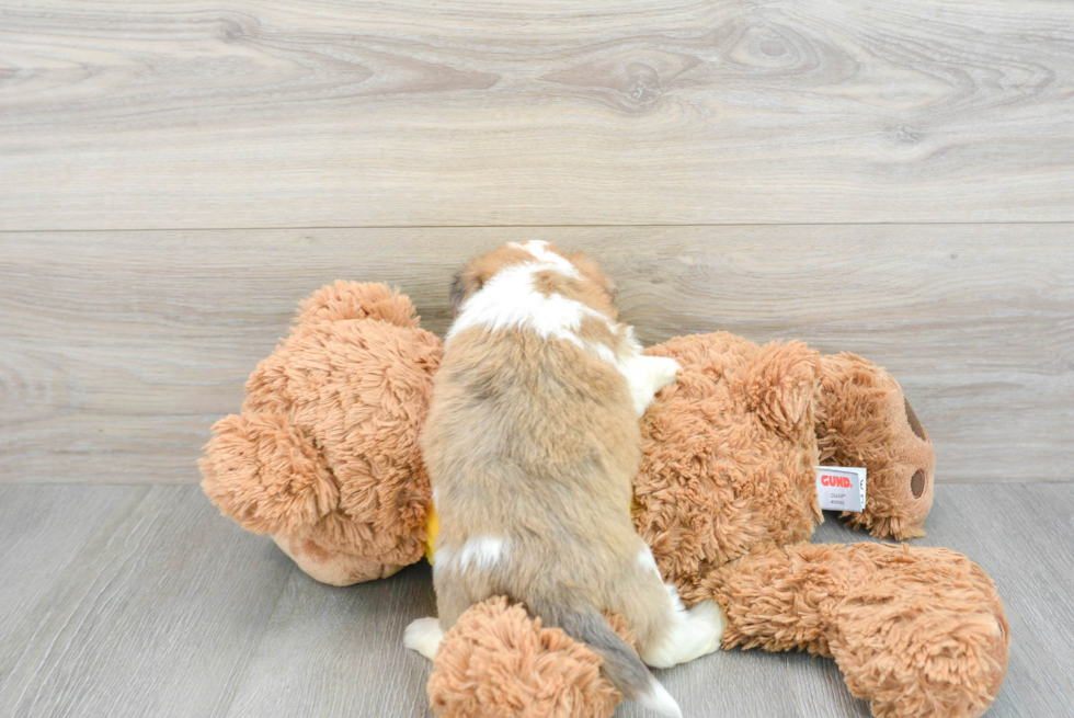 Playful Australian Designer Puppy