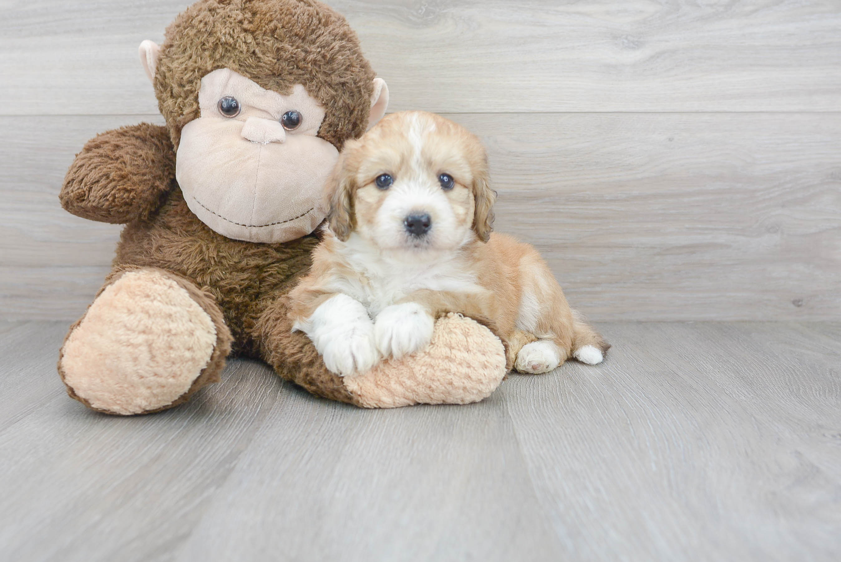 Playful Australian Designer Puppy