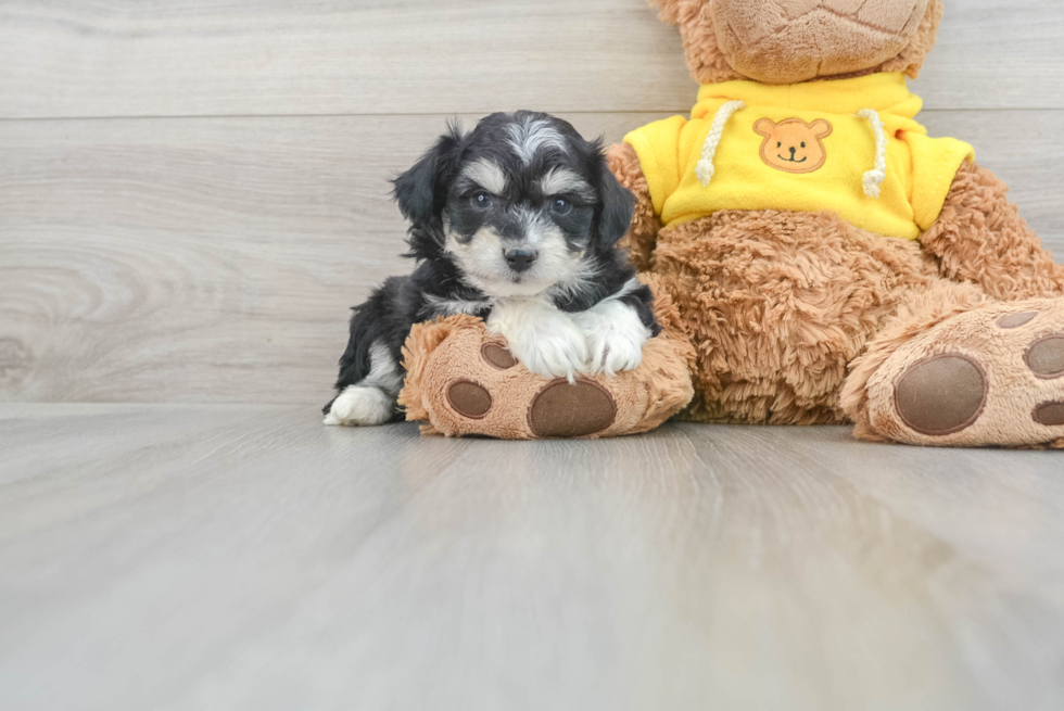 Aussiechon Puppy for Adoption