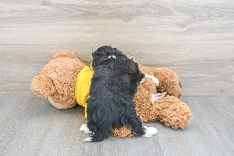 Best Aussiechon Baby