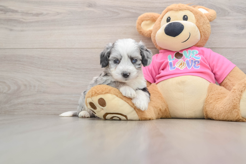 Best Aussiechon Baby