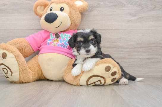 Fluffy Aussiechon Designer Pup