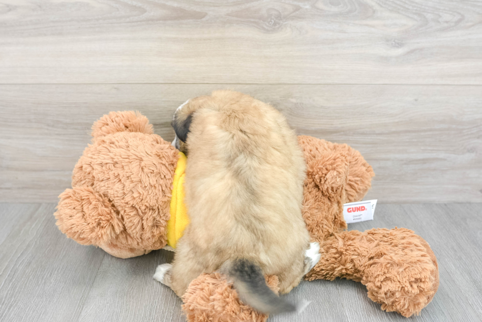 Friendly Aussiechon Baby