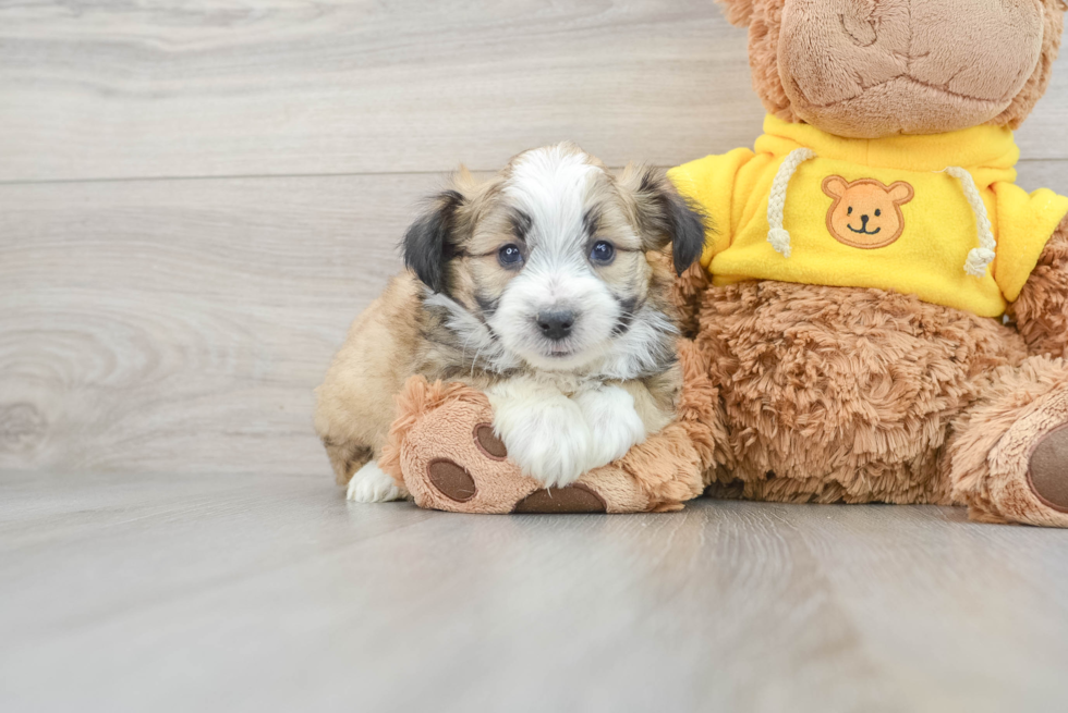 Aussiechon Pup Being Cute