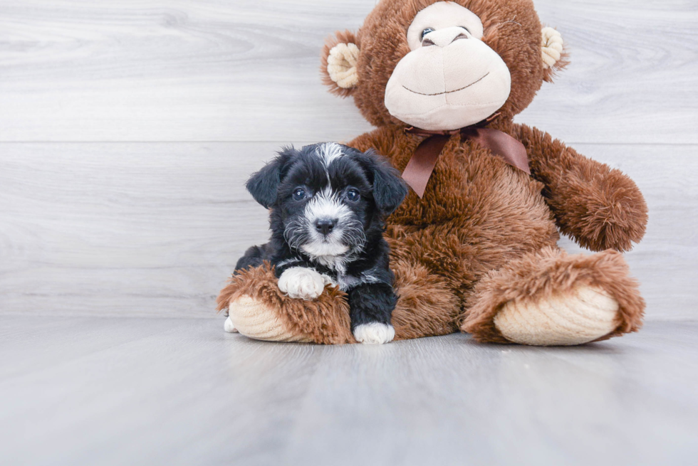 Aussiechon Pup Being Cute
