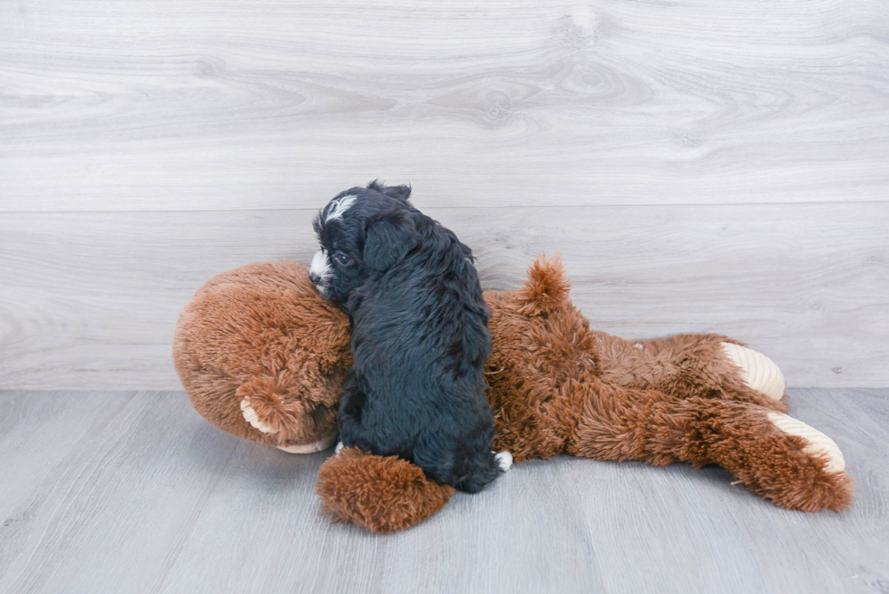 Friendly Aussiechon Baby