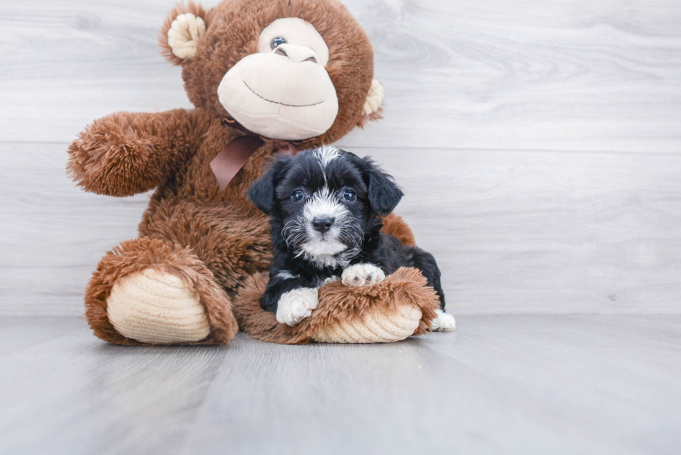 Energetic Australian Designer Puppy