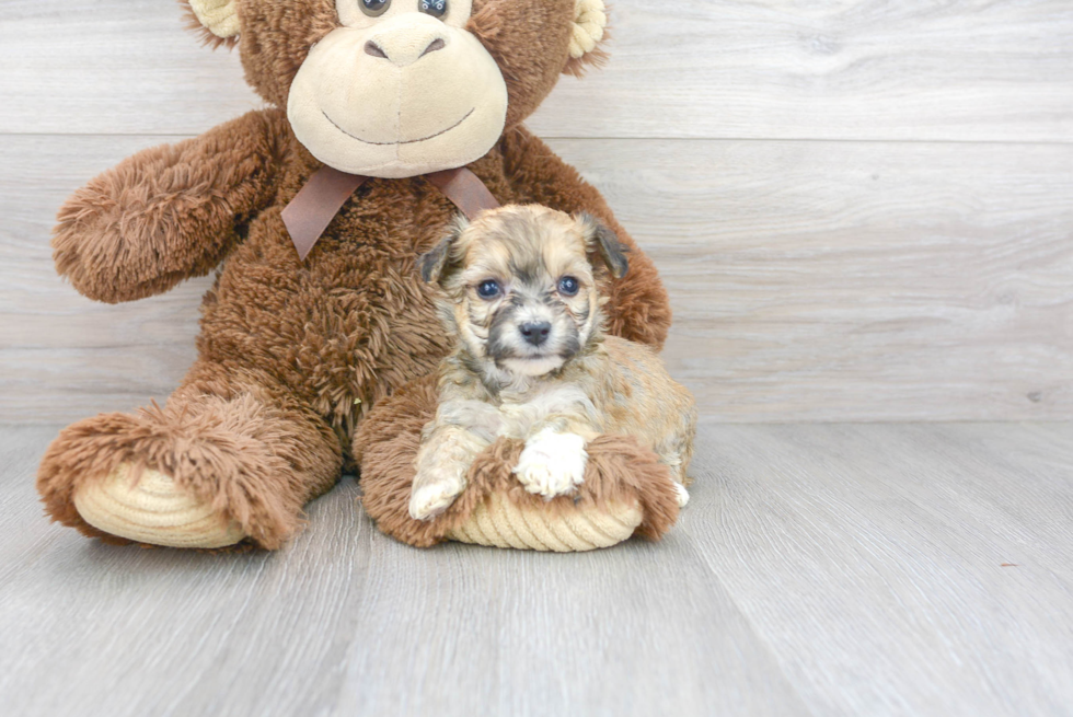 Small Aussiechon Baby