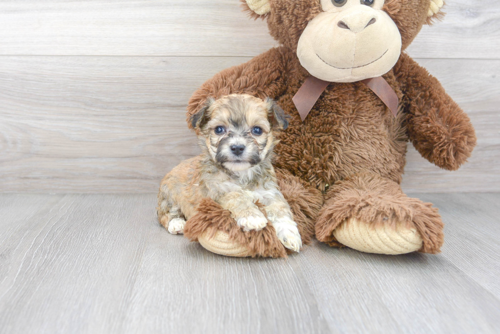 Aussiechon Puppy for Adoption