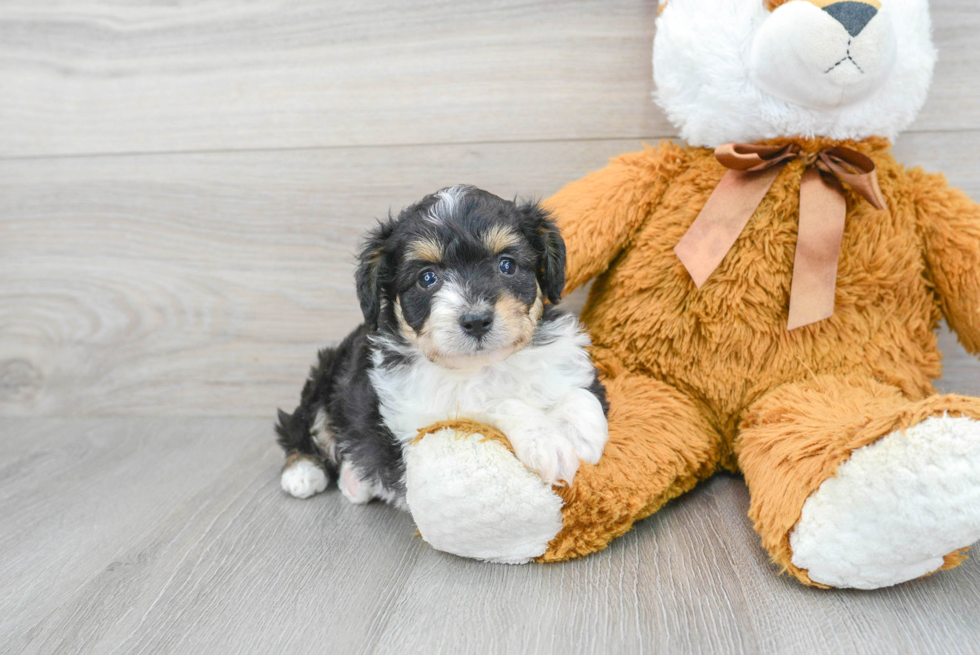 Aussiechon Pup Being Cute