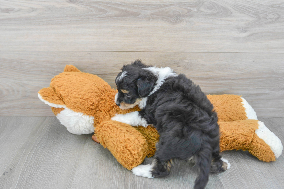 Aussiechon Pup Being Cute