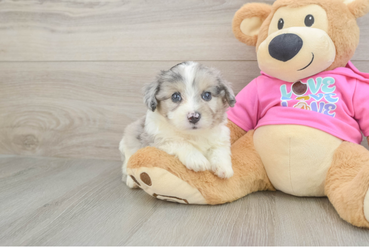 Aussiechon Puppy for Adoption