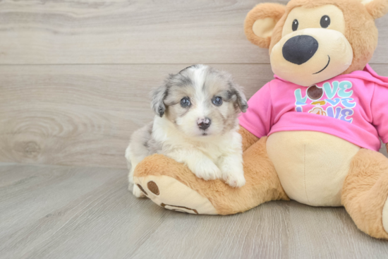 Aussiechon Puppy for Adoption