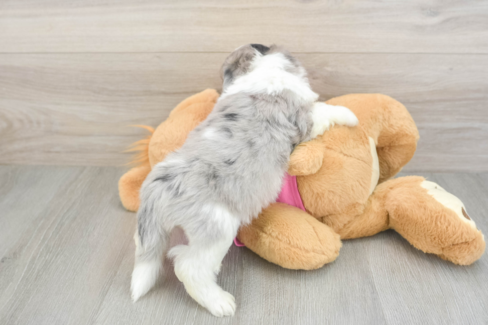 Hypoallergenic Aussie Bichon Designer Puppy