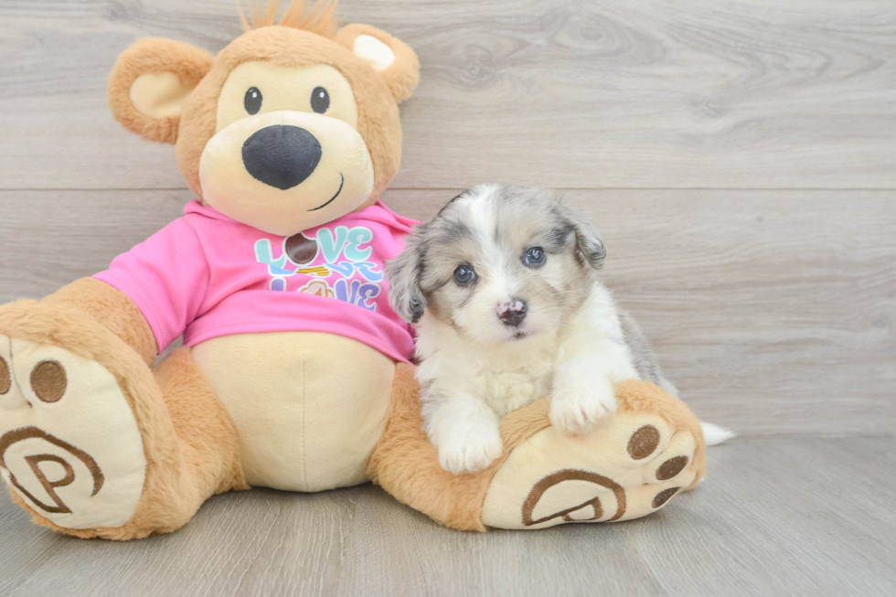 Best Aussiechon Baby