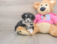 7 week old Aussiechon Puppy For Sale - Premier Pups