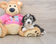 8 week old Aussiechon Puppy For Sale - Premier Pups