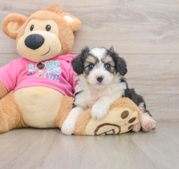 6 week old Aussiechon Puppy For Sale - Premier Pups
