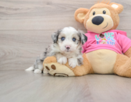 8 week old Aussiechon Puppy For Sale - Premier Pups