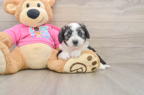VARYS, a Aussiechon littermate