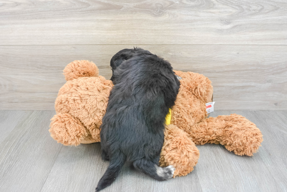 Popular Aussiechon Designer Pup