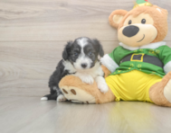 6 week old Aussiechon Puppy For Sale - Premier Pups