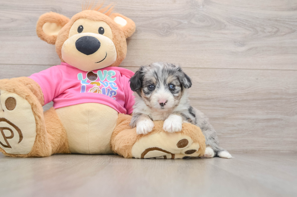 Best Aussiechon Baby