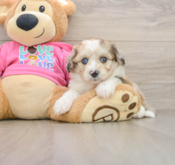 8 week old Aussiechon Puppy For Sale - Premier Pups