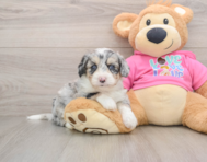 8 week old Aussiechon Puppy For Sale - Premier Pups