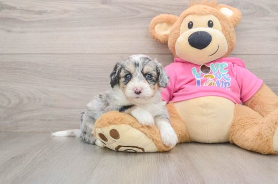 Playful Aussie Bichon Designer Puppy