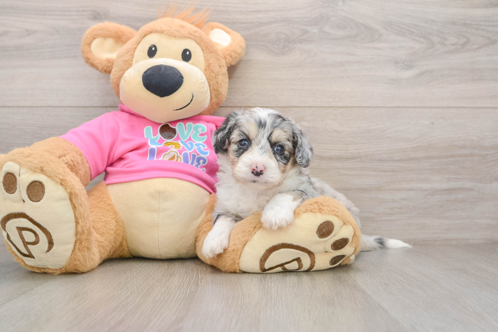 Happy Aussiechon Baby