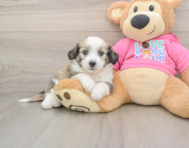 8 week old Aussiechon Puppy For Sale - Premier Pups