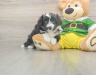 6 week old Aussiechon Puppy For Sale - Premier Pups