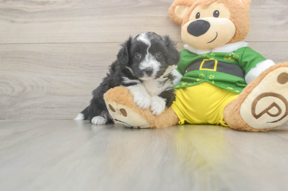 6 week old Aussiechon Puppy For Sale - Premier Pups
