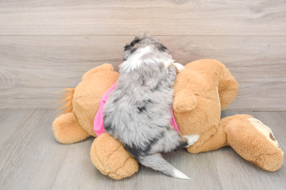 Small Aussiechon Baby