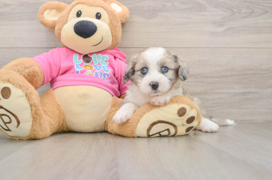 VOODOO, a Aussiechon littermate