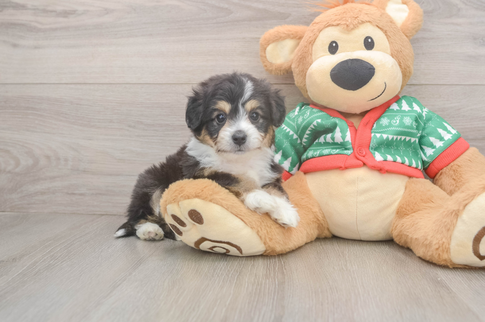 6 week old Aussiechon Puppy For Sale - Premier Pups