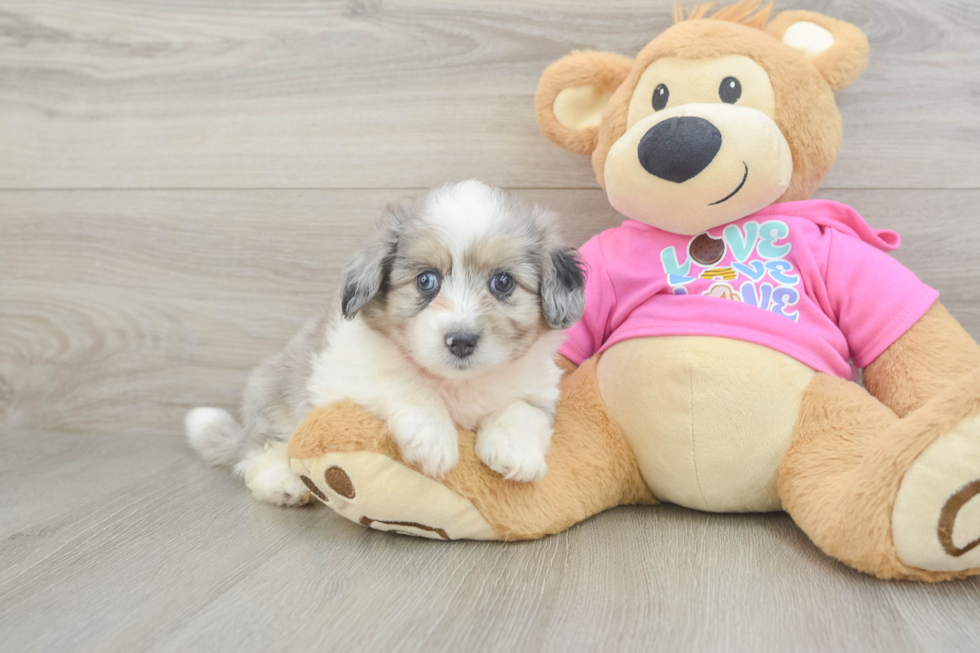 Aussiechon Puppy for Adoption