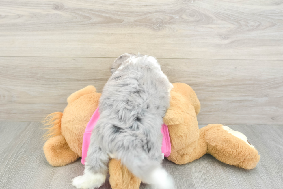 Best Aussiechon Baby