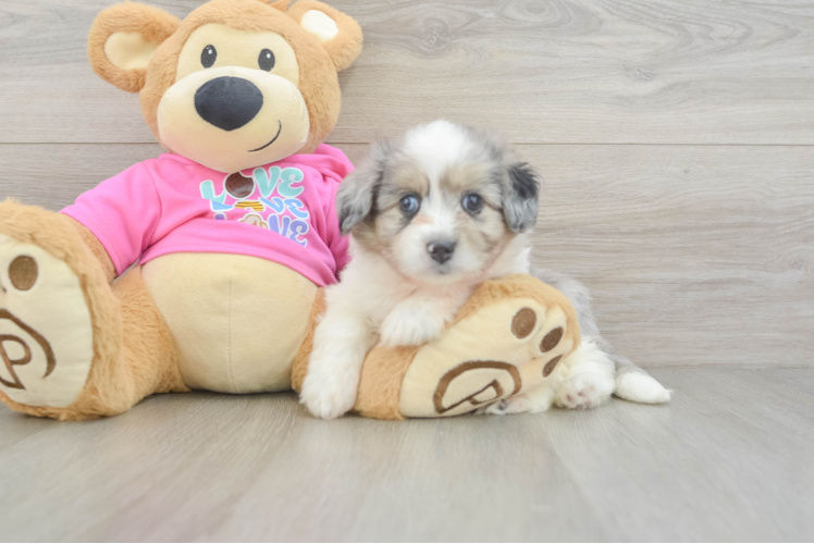 Playful Aussie Bichon Designer Puppy