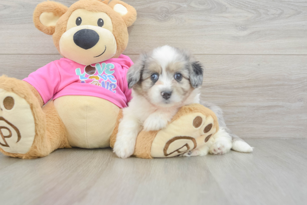 Playful Aussie Bichon Designer Puppy