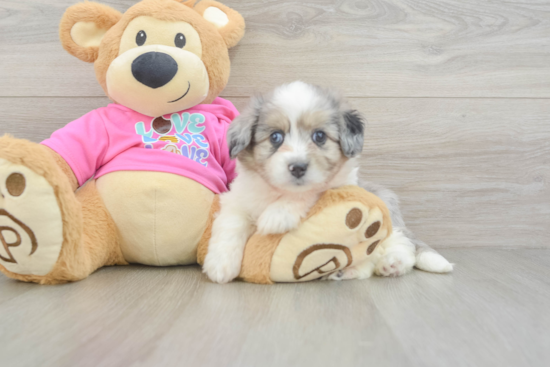 Playful Aussie Bichon Designer Puppy