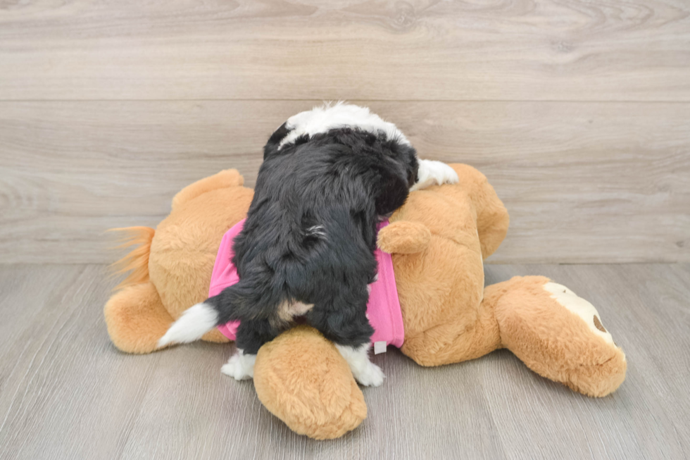 Aussiechon Puppy for Adoption