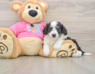 8 week old Aussiechon Puppy For Sale - Premier Pups