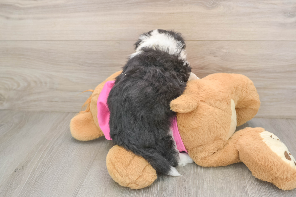 Aussiechon Puppy for Adoption