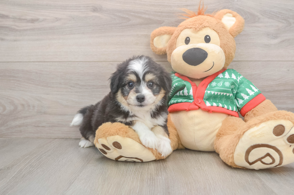 6 week old Aussiechon Puppy For Sale - Premier Pups